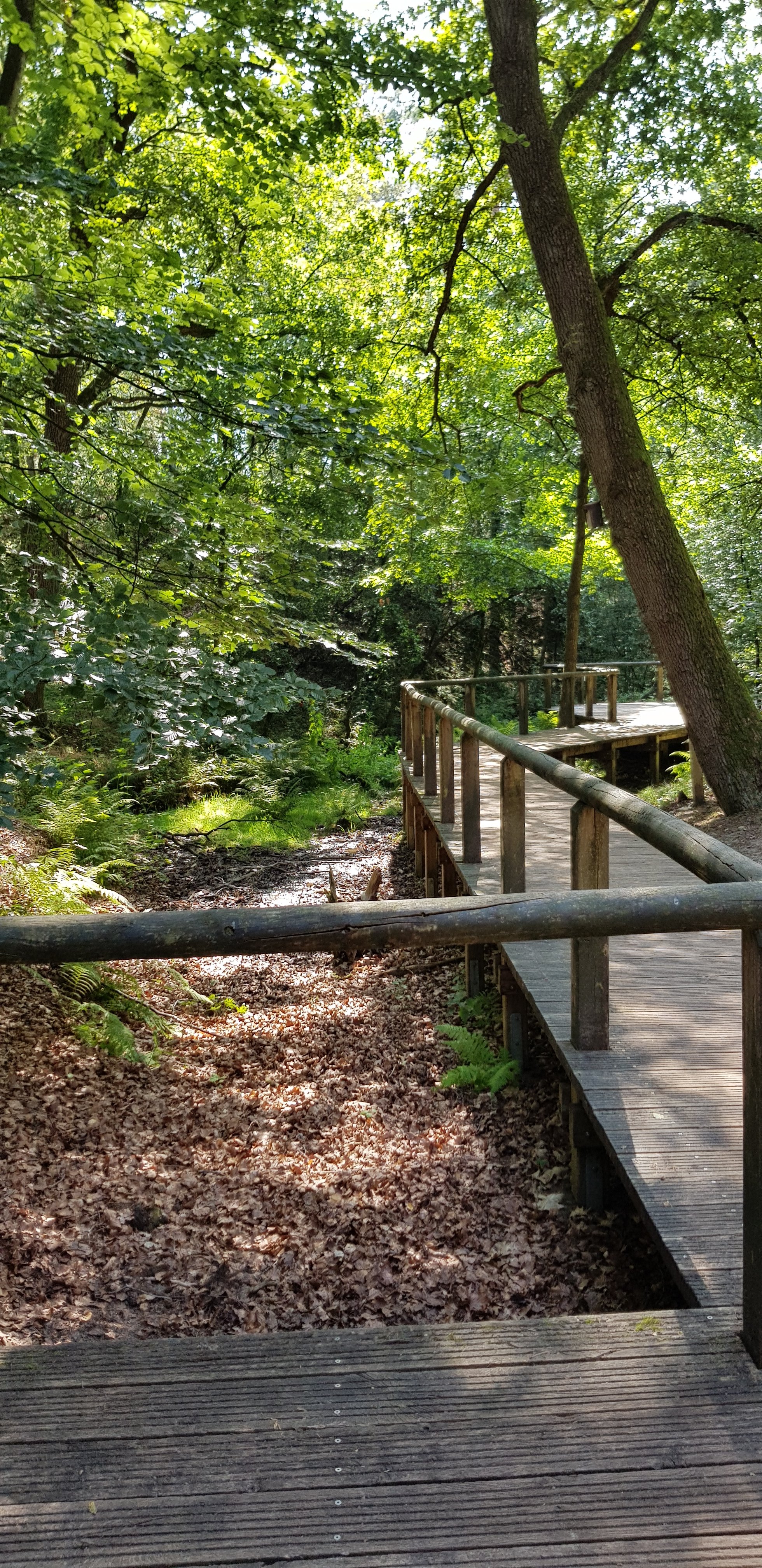 A wooden walkway winding through a lush green forest, surrounded by trees and foliage.