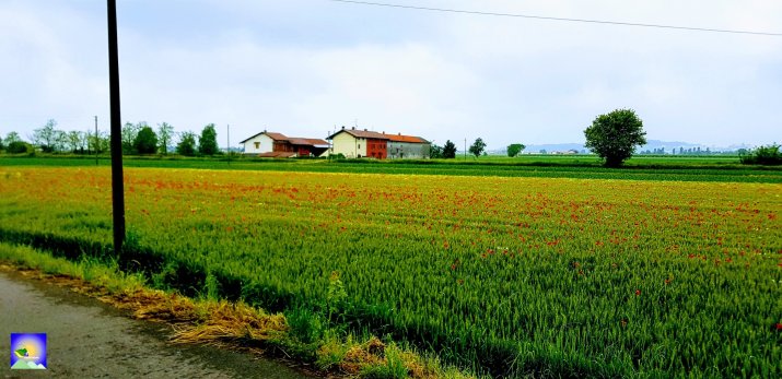 A scenic view of a green field with red poppy flowers scattered throughout, alongside a rural road. In the background, there are two houses, one red and one white, with trees and farmland extending into the distance under a cloudy sky.