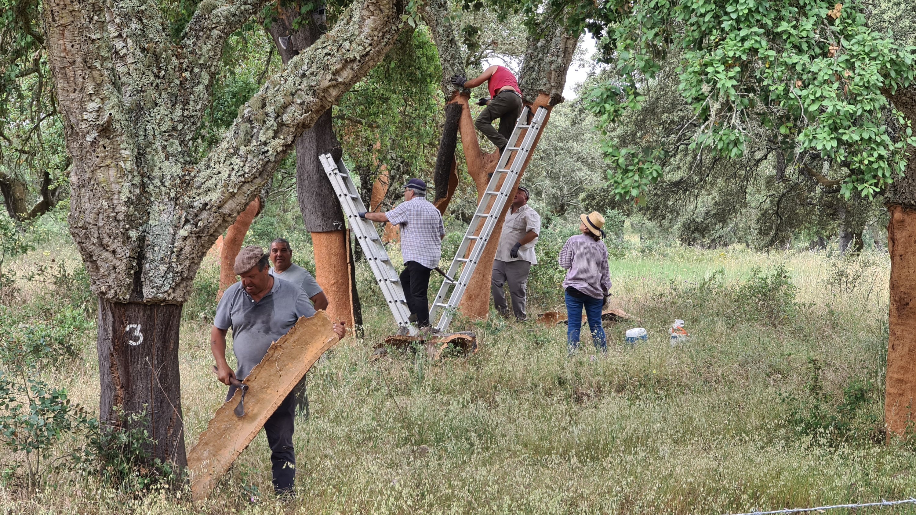 LM02 Kurkeiken in de Alentejo (Alcácer do Sal – Évora 69 km 716 hm)