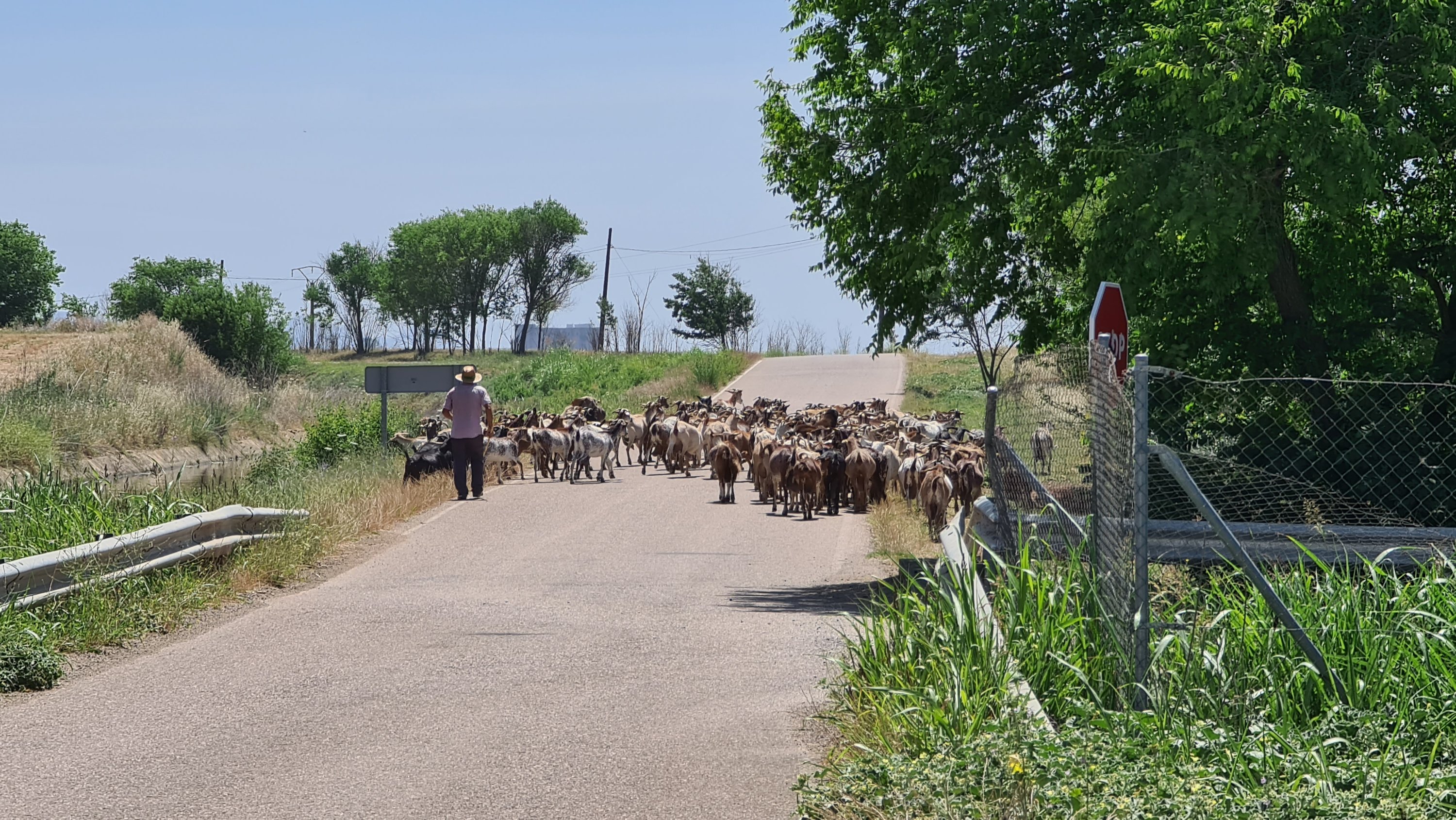 LM04 Door de vlakte van de Guadiana Spanje in (Elvas – Mérida 99 km 369 hm)
