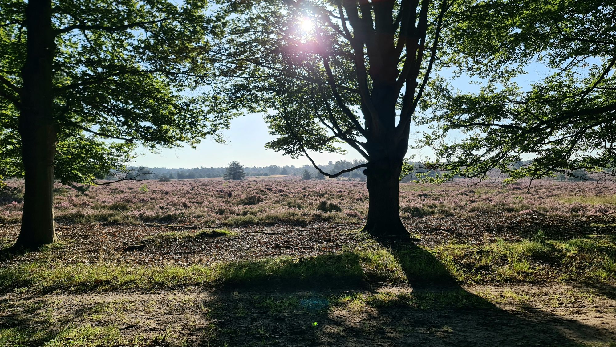 de zon schijnt door de bomen op de Sallandse Heuvelrug Rondje Overijssel