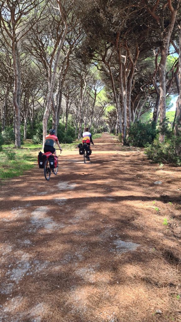Twee fietsers rijden op een pad omringd door hoge bomen in een bosrijke omgeving.