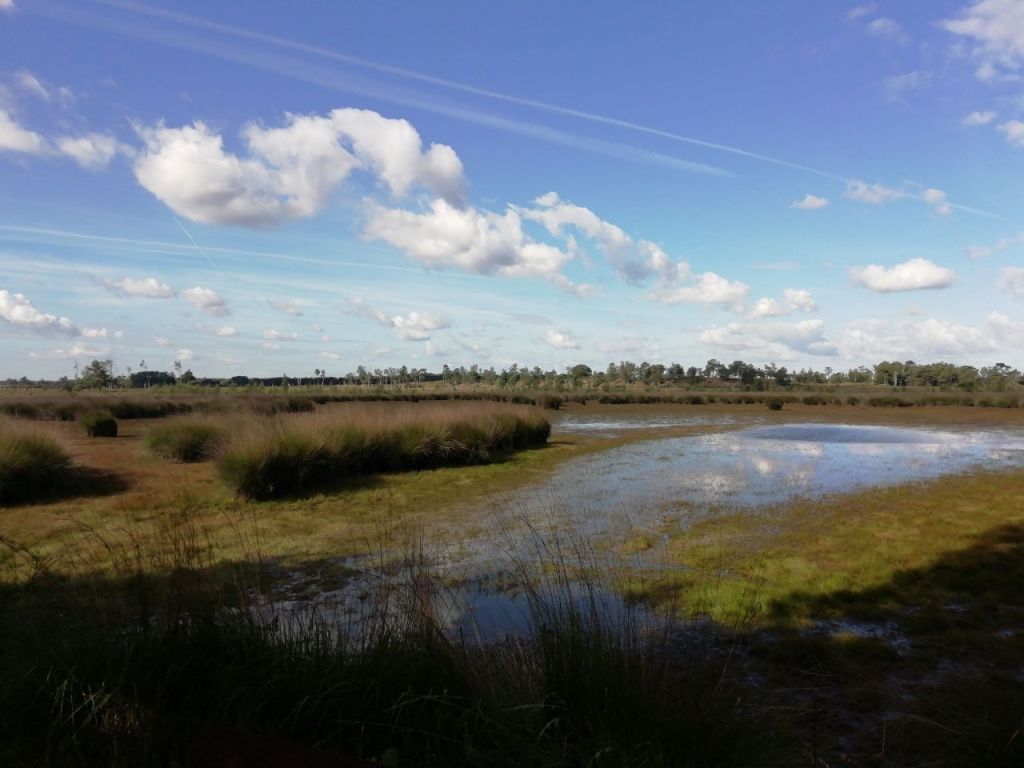 A scenic view of a wetland area with vibrant green grasses, shallow water patches, and a bright blue sky dotted with fluffy white clouds.