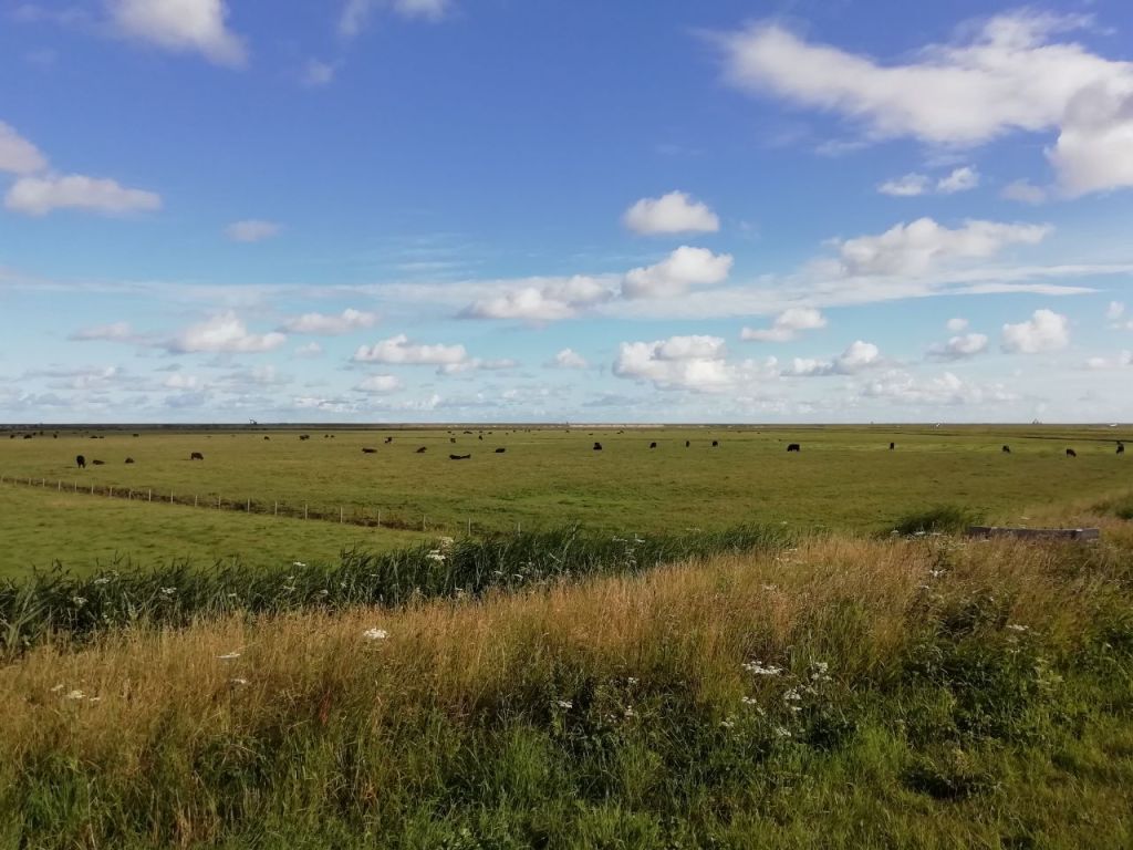 A panoramic view of a green field with grazing cows under a bright blue sky and scattered clouds.